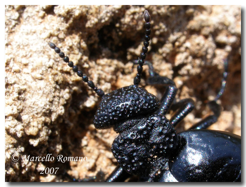 Una femmina di Meloe tuccius corrosus (Coleoptera, Meloidae)